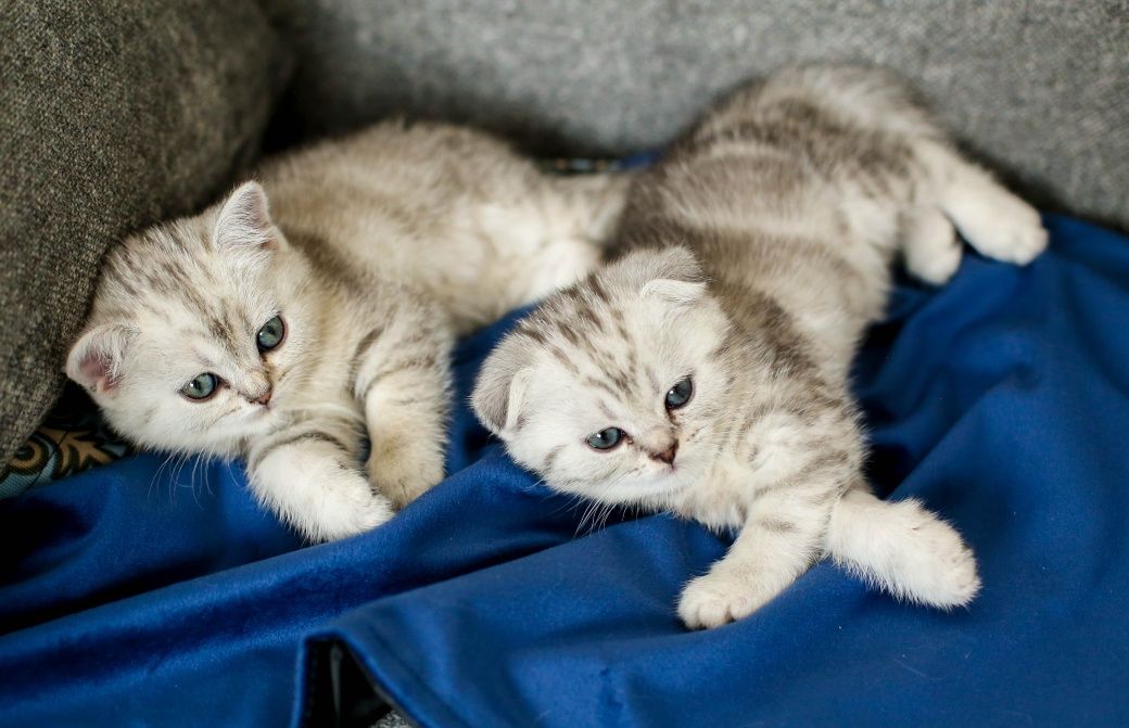 Шотландские  котята