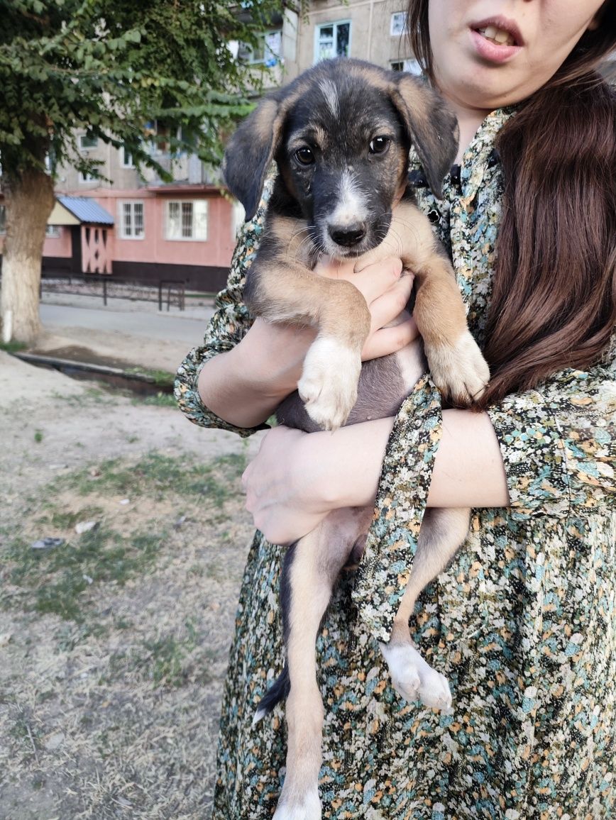 Щенок девочка в надёжные руки