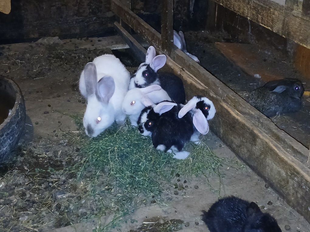 Продам домашний  кролики