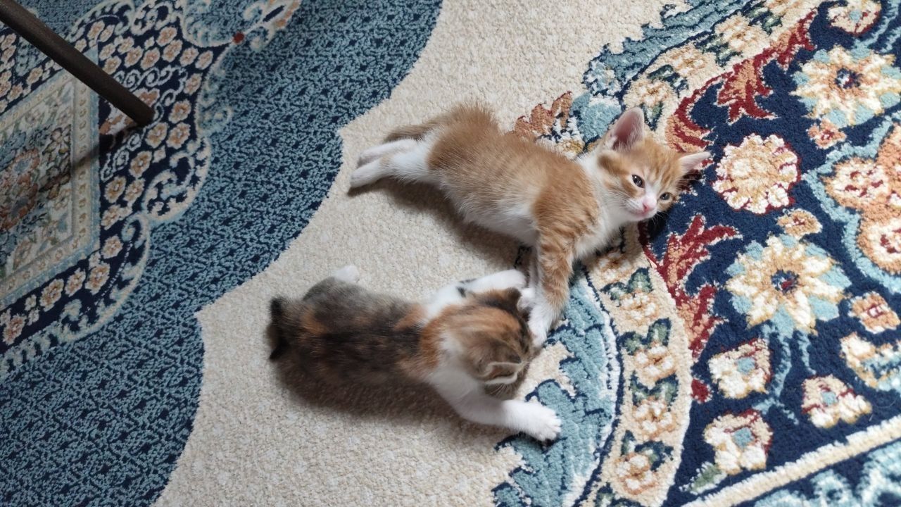 Ищу котятам хозяев и новый дом