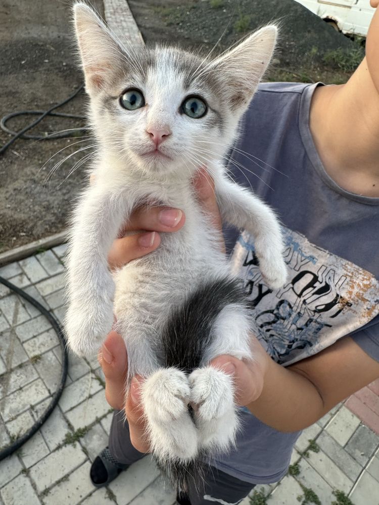 Отдам котят в добрые руки