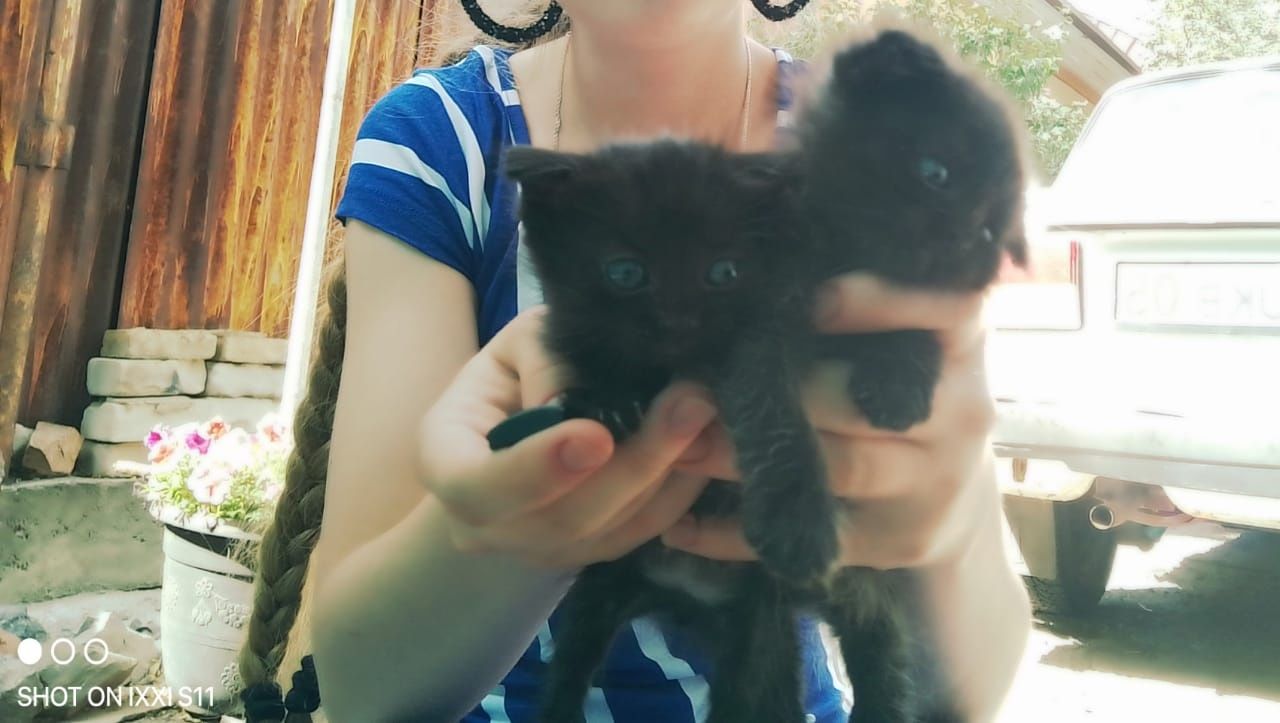 Продам котят от вислоухой кошки.
