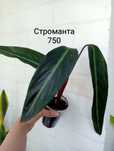 Продам комнатные цветы