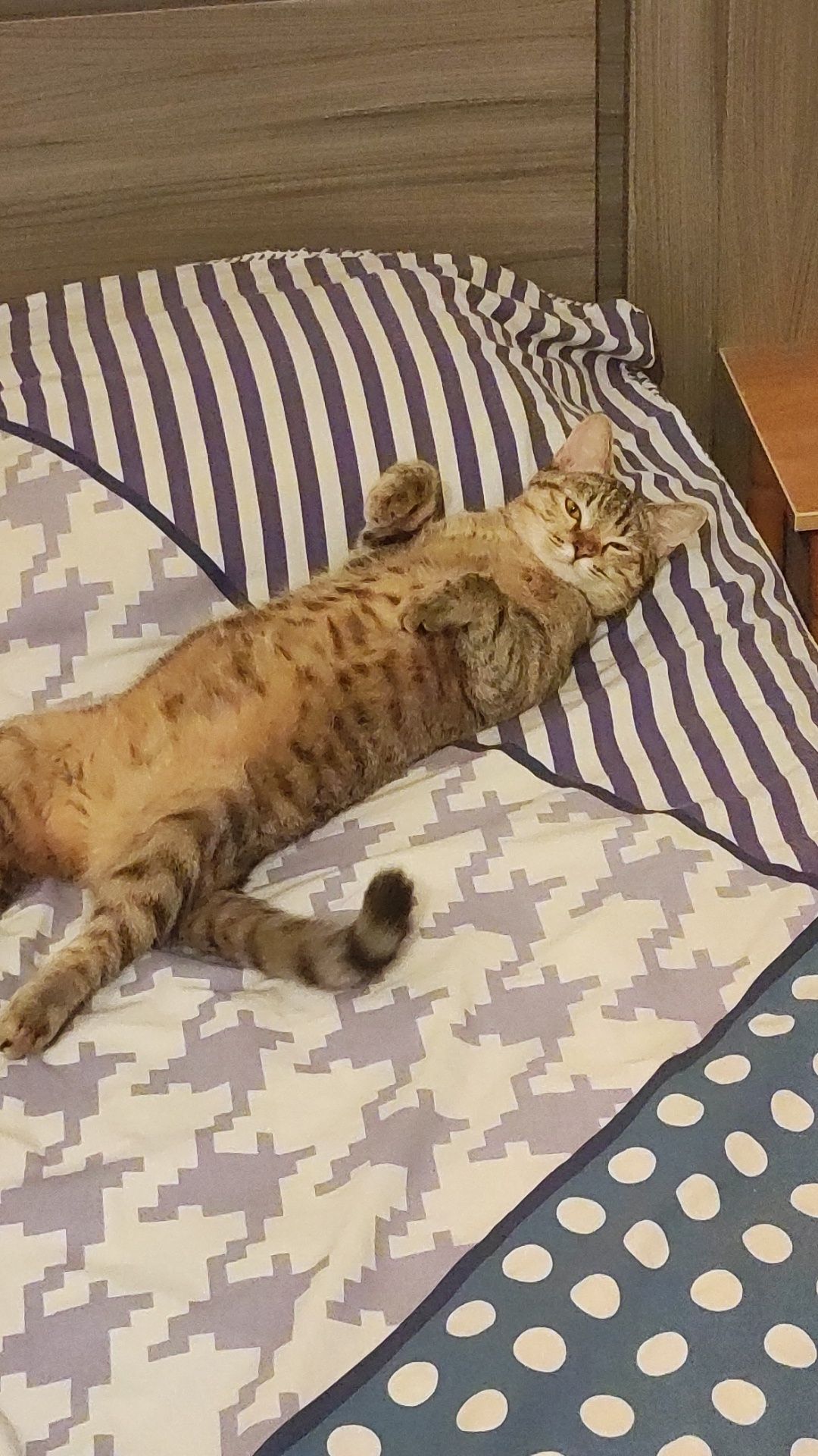 Отдам кошку в добрые руки!