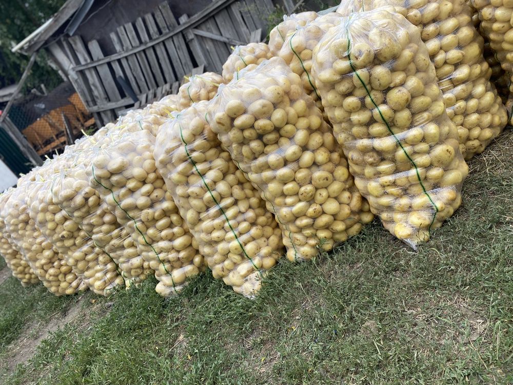 Продаю домашний картошку