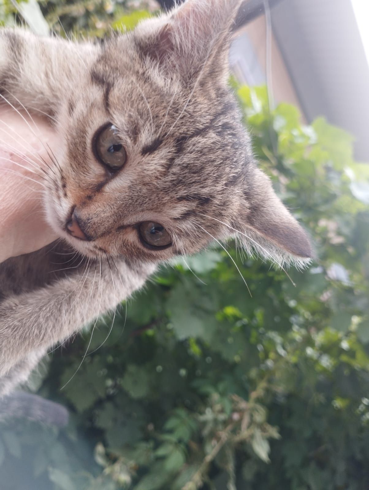 Котята бесплатно