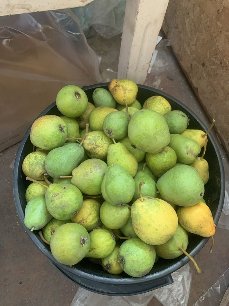 продам груши домашние