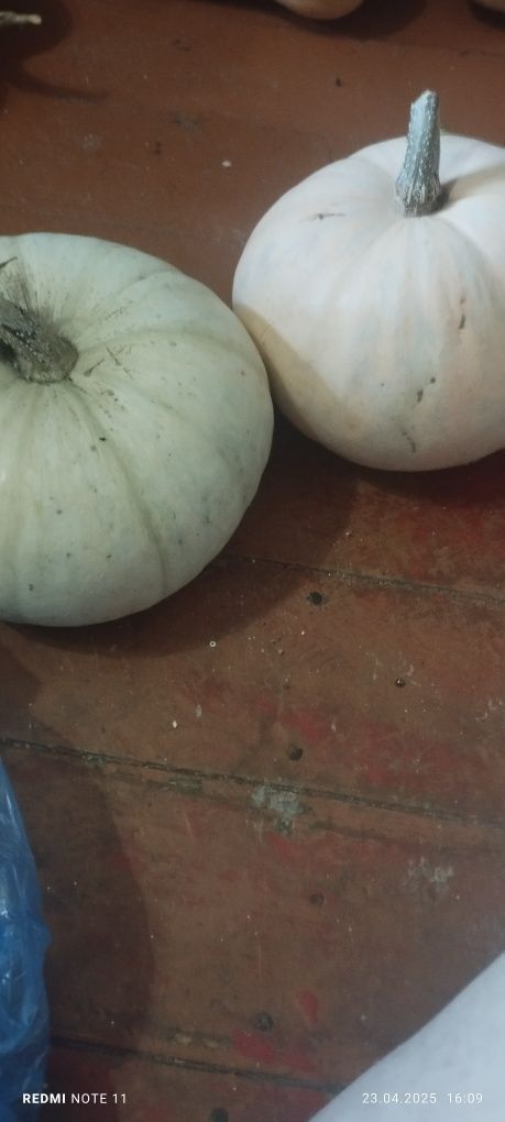 Продам тыквы за 400 тг -кг.