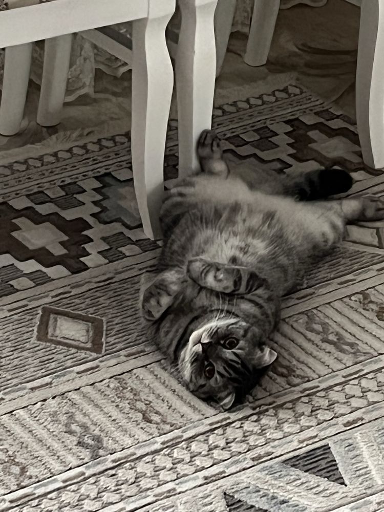 Отдаем кота строго в хорошие руки!