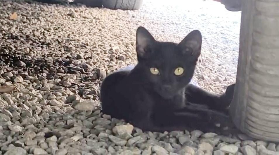 Срочно котята в добрые руки!!