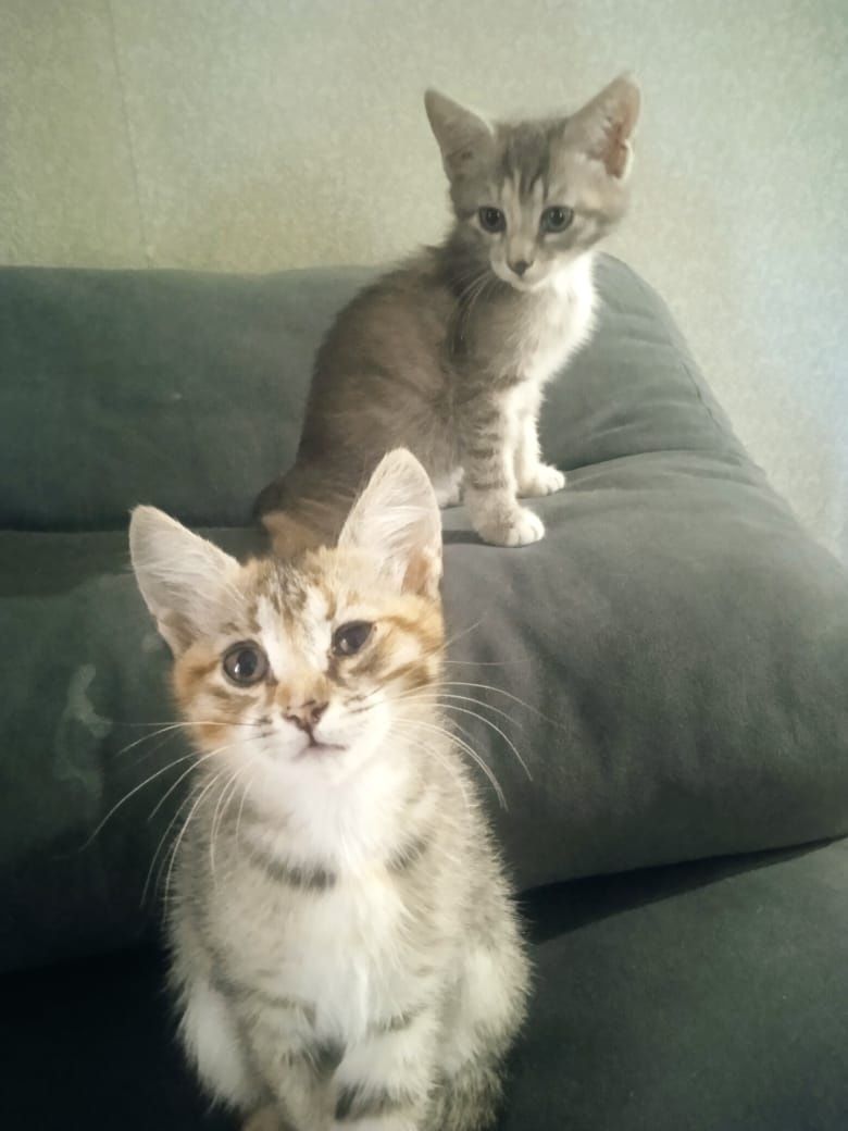 Отдадим котят в добрые руки.
