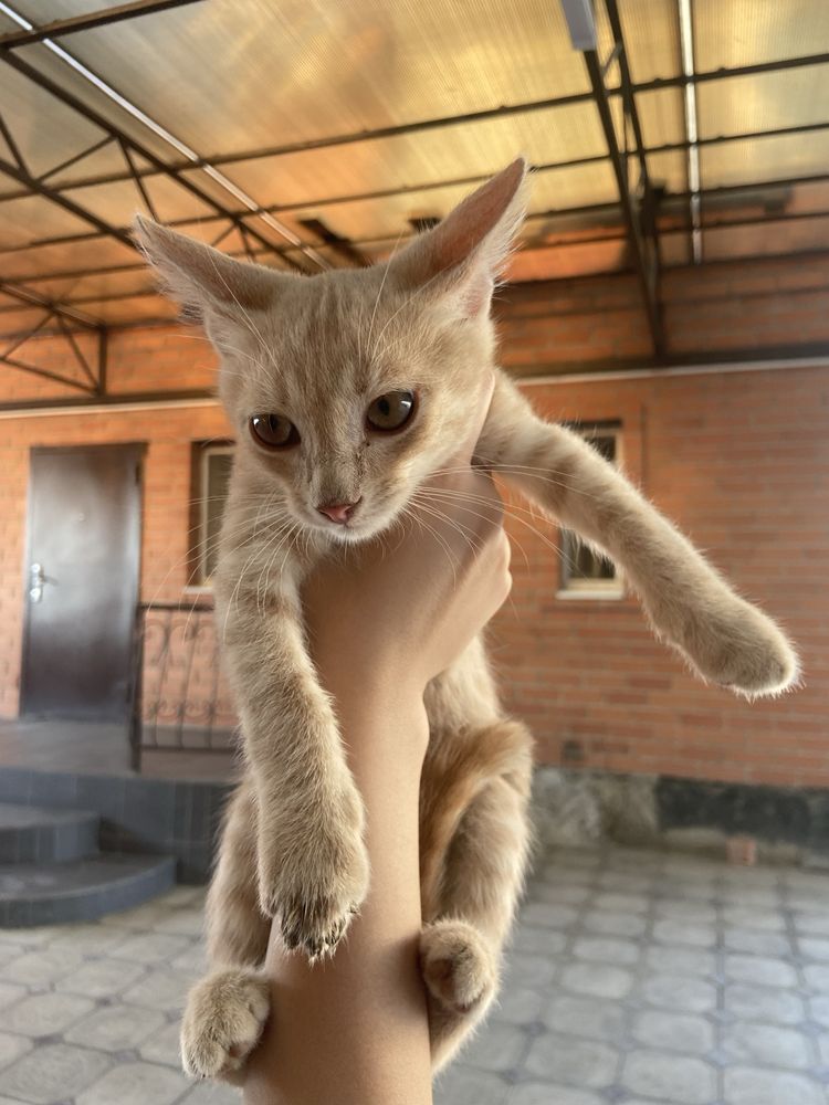 Бесплатно в добрые руки котята