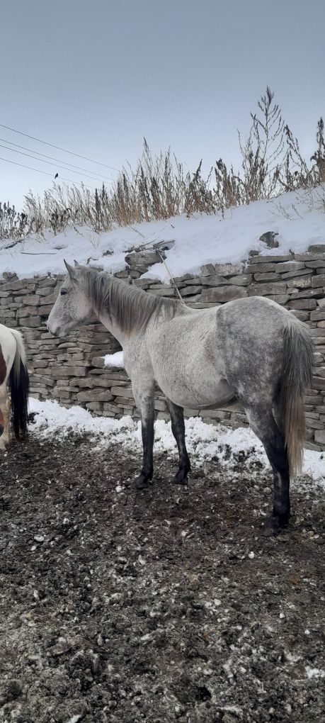 Продам Кобылу с жеребенком