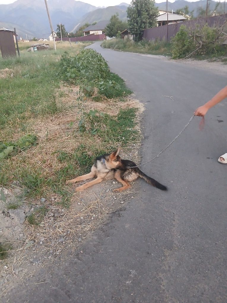 Неміс овчаркасы сатам