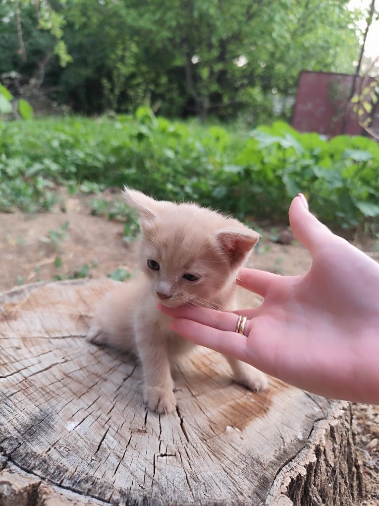 Отдам котят 5 штук