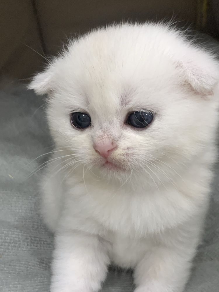 Продам чистокровных шиншиллок