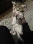 Отдам котят бесплатно котятам 3 недели 2 дня
