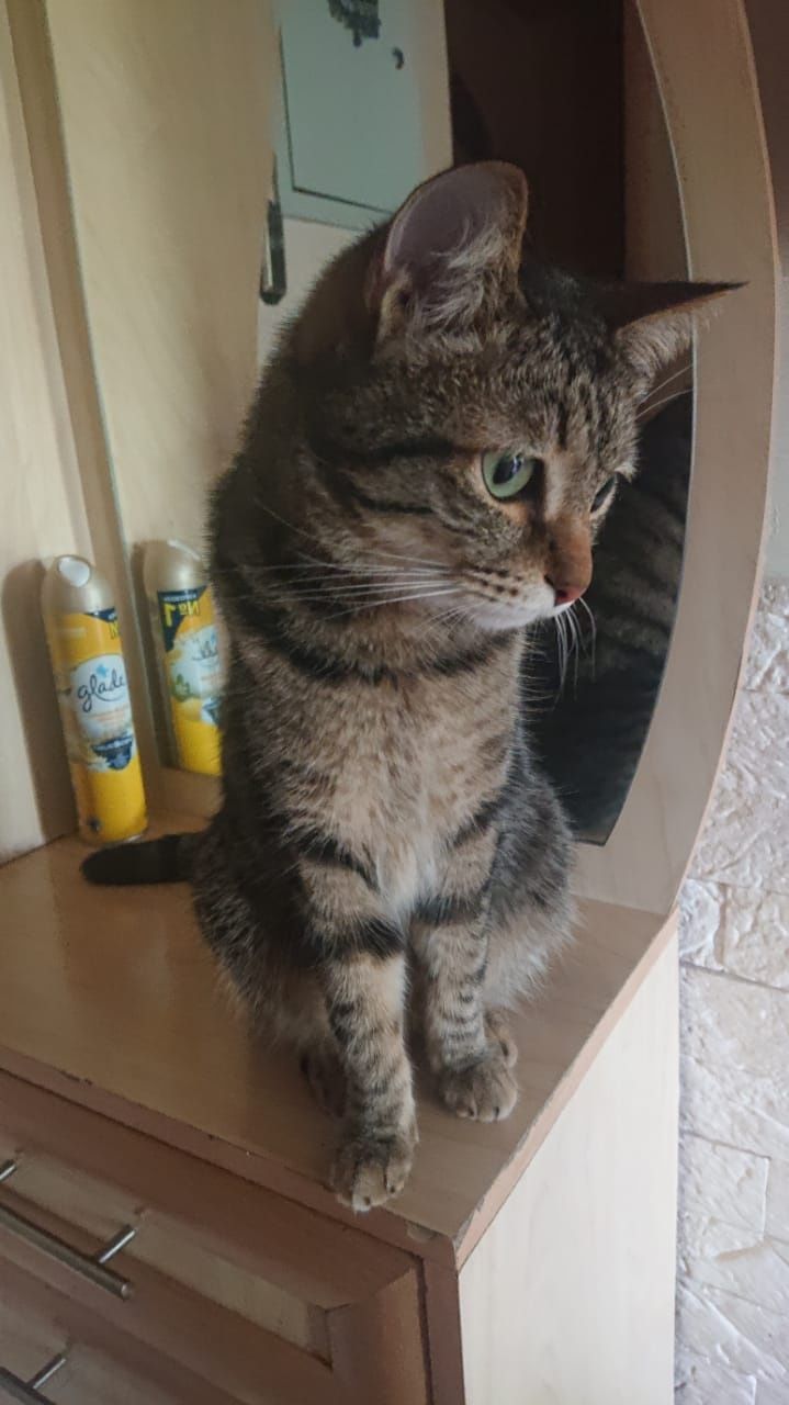 Молоденький котик