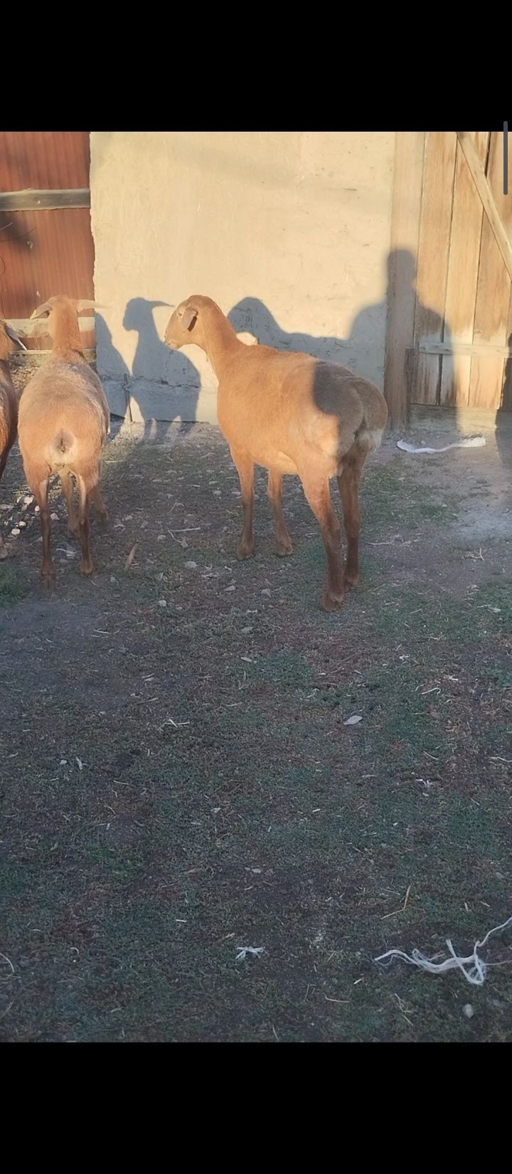 Арашан гисар койлар