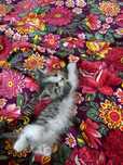 Отдам котенка в ХОРОШИЕ руки, мальчик