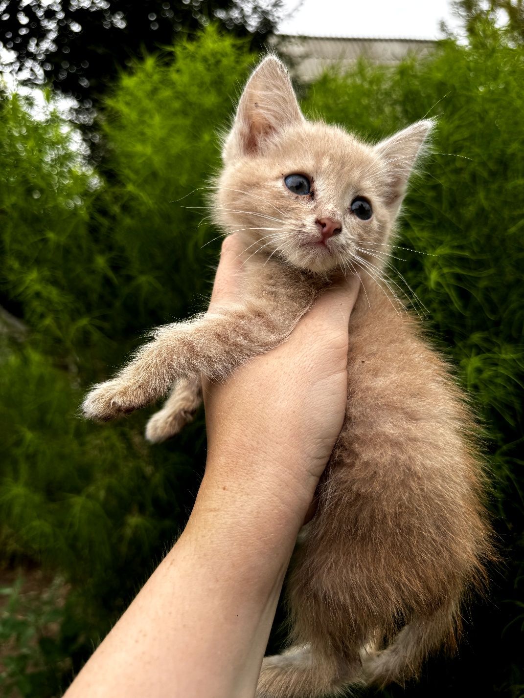 Отдам котят в добрые руки