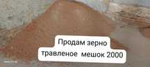 Продам зерно травленое  2000