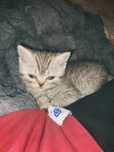 пррдается котенок 1,5 месяца
