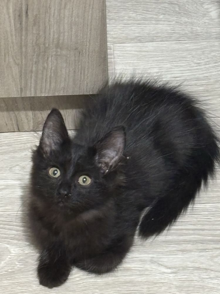 Черный котенок Ангорская