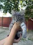 Котёнок девочка 5 месецов