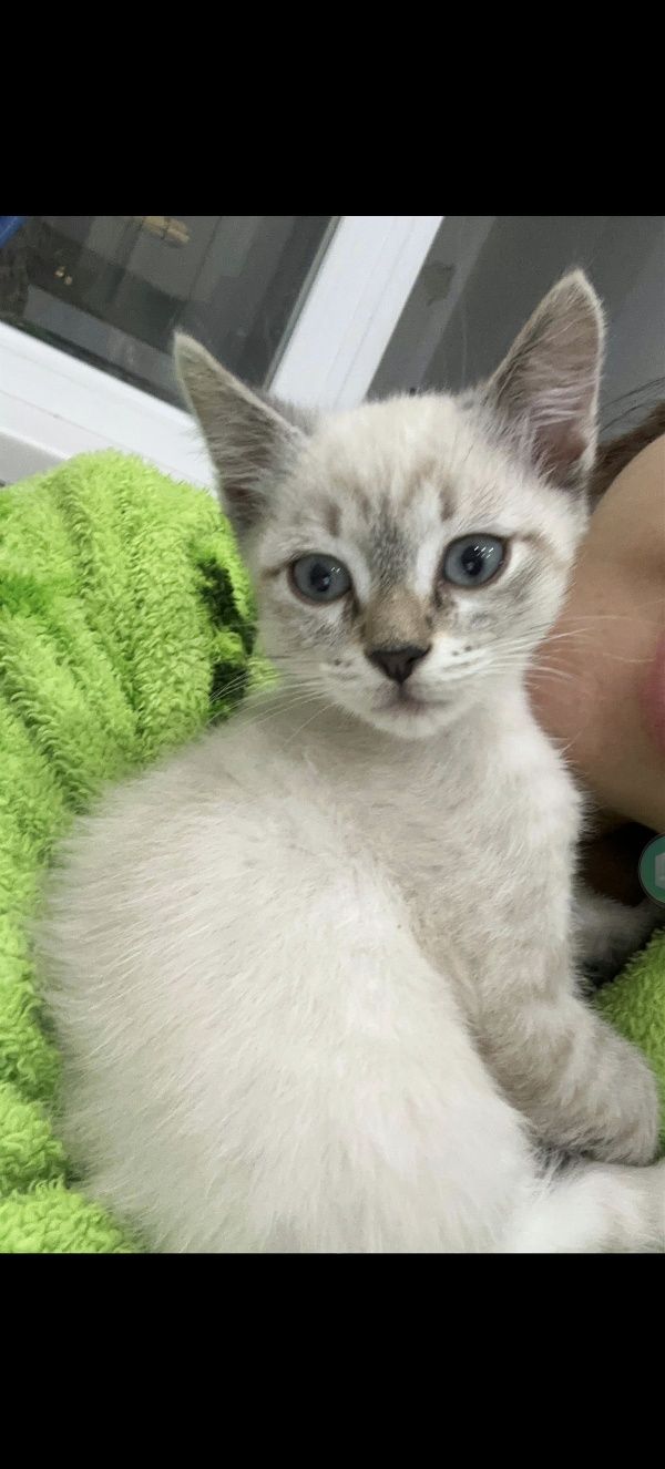 Котята пушистые  послушные кот и кошка