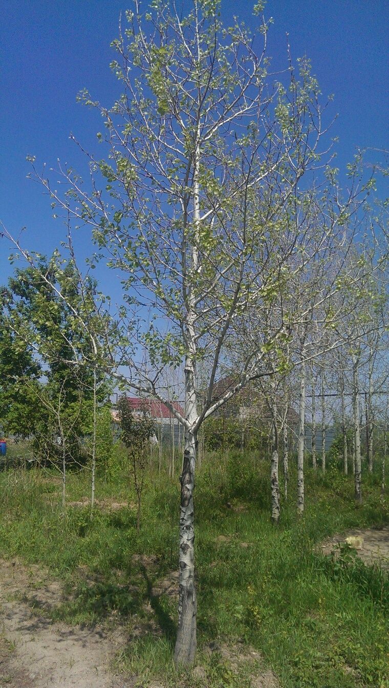 Саженцы тополь шелестящий осина, карагач для изгороди клён местный вяз