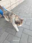 Отдам кошку в хорошие руки стерилизована мышей ловит