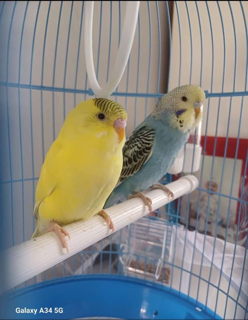 Продам 1синий попугай+клетка с сеточкой+посудами