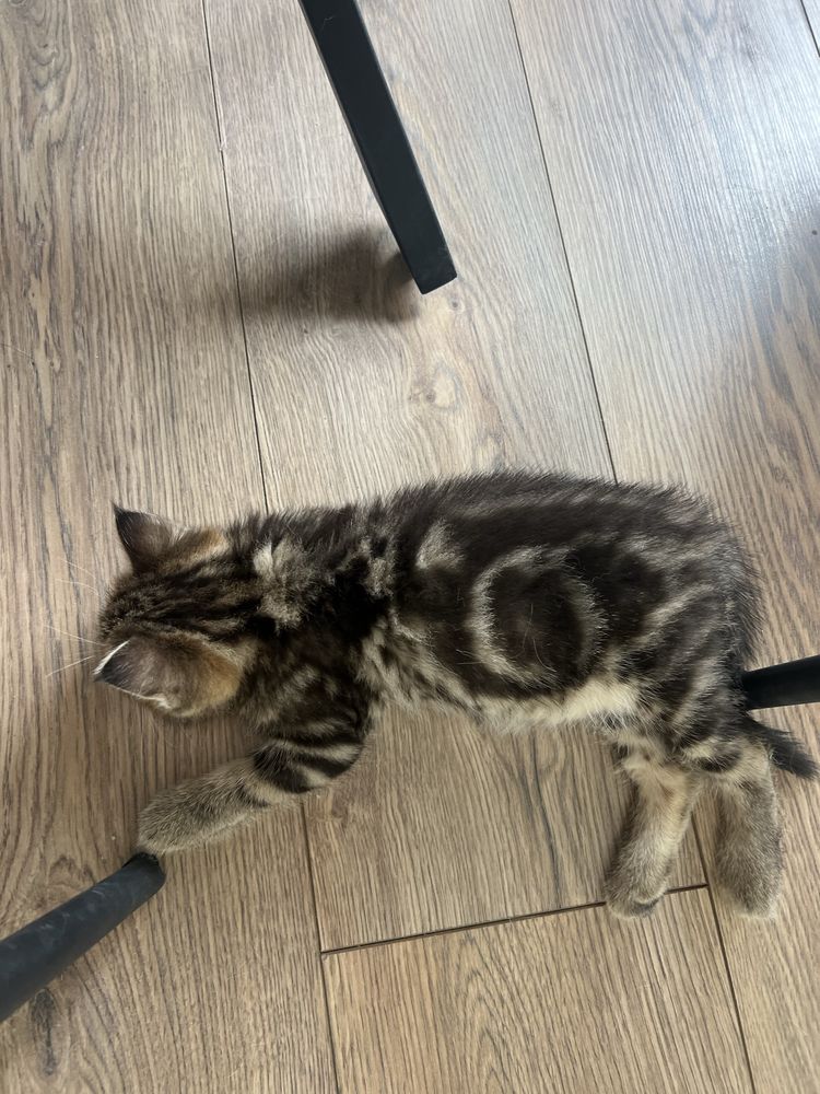 Отдам котенка в хорошие руки