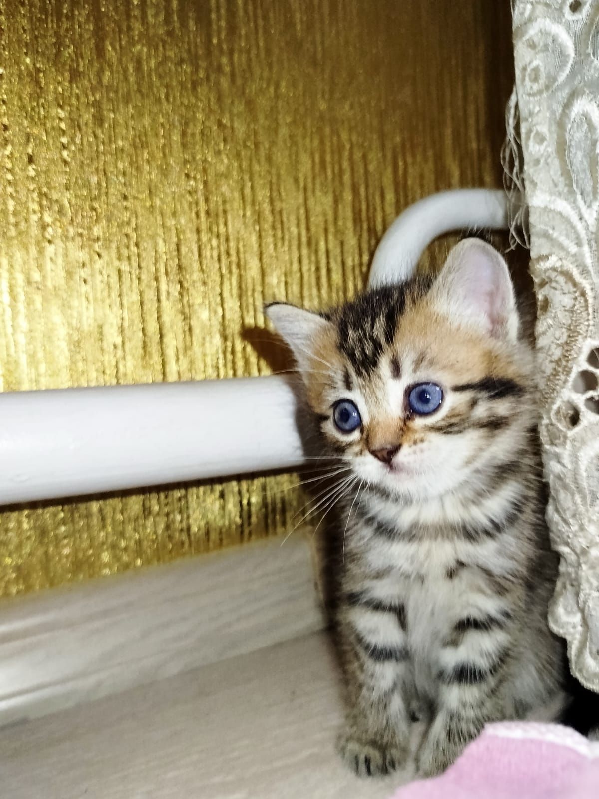 Продам котят британцев