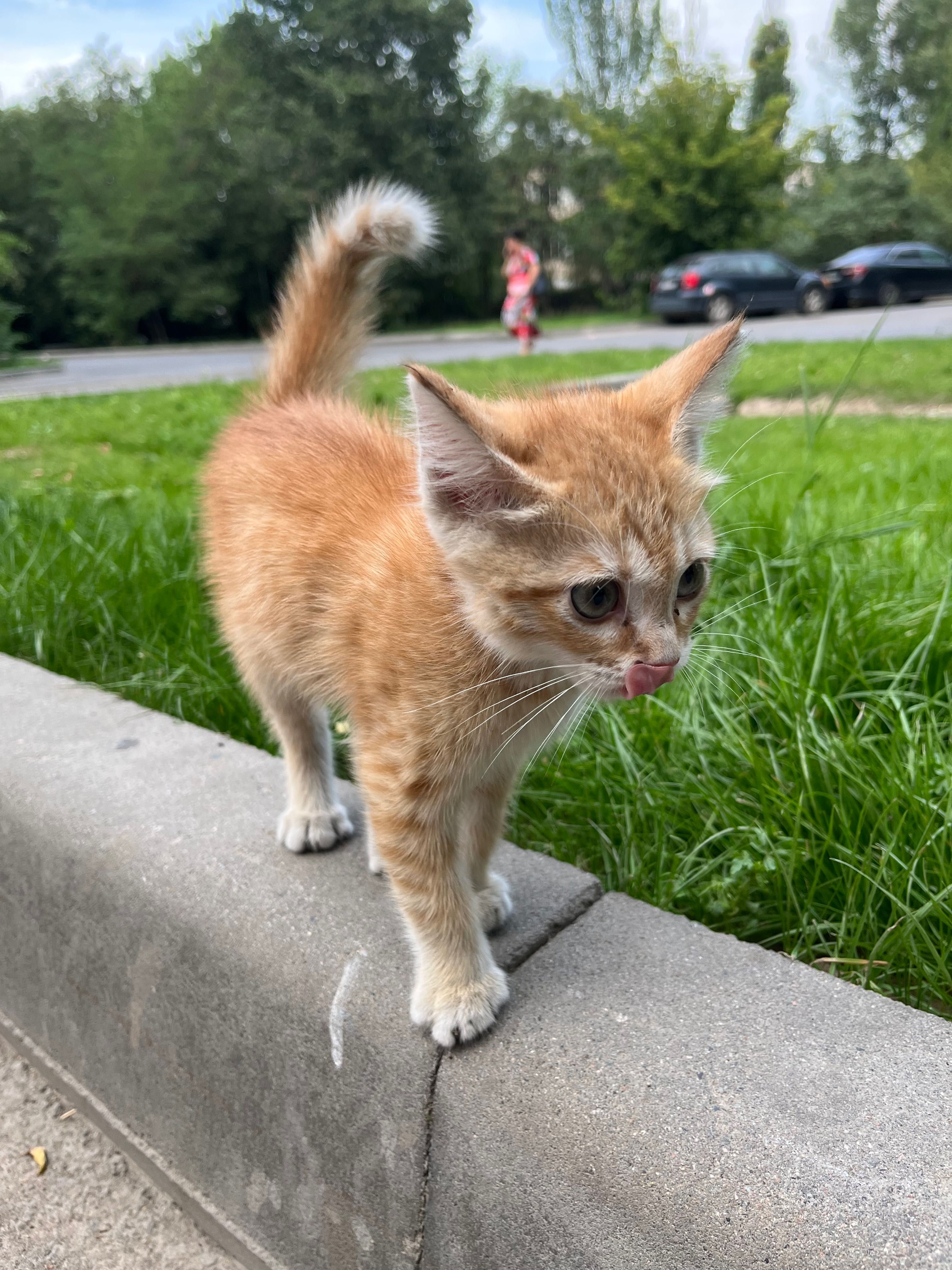 Котенок, мальчик, срочно