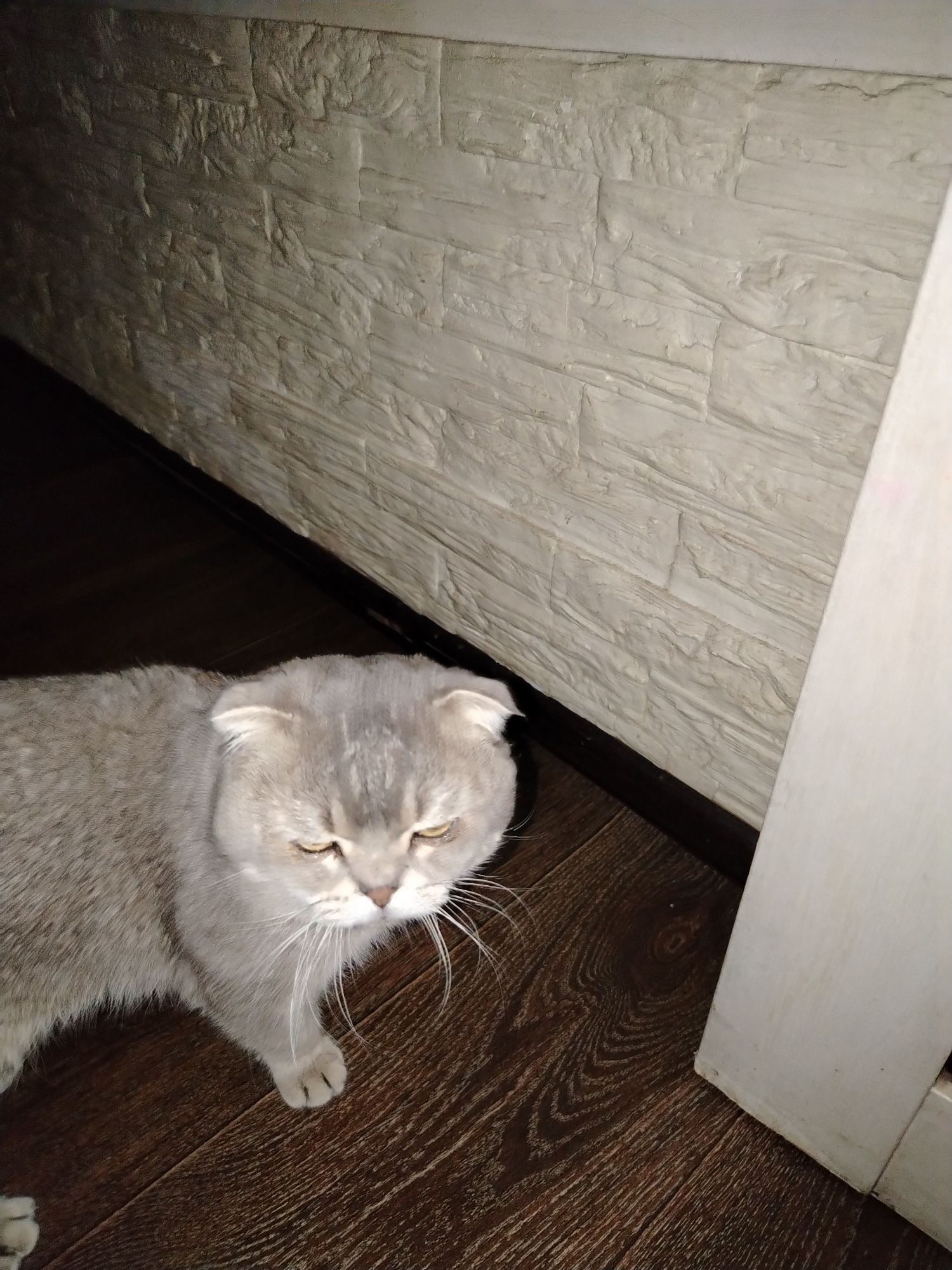 Вязка.кот шиншилла серебро, скотиш фолт. 11 м/н