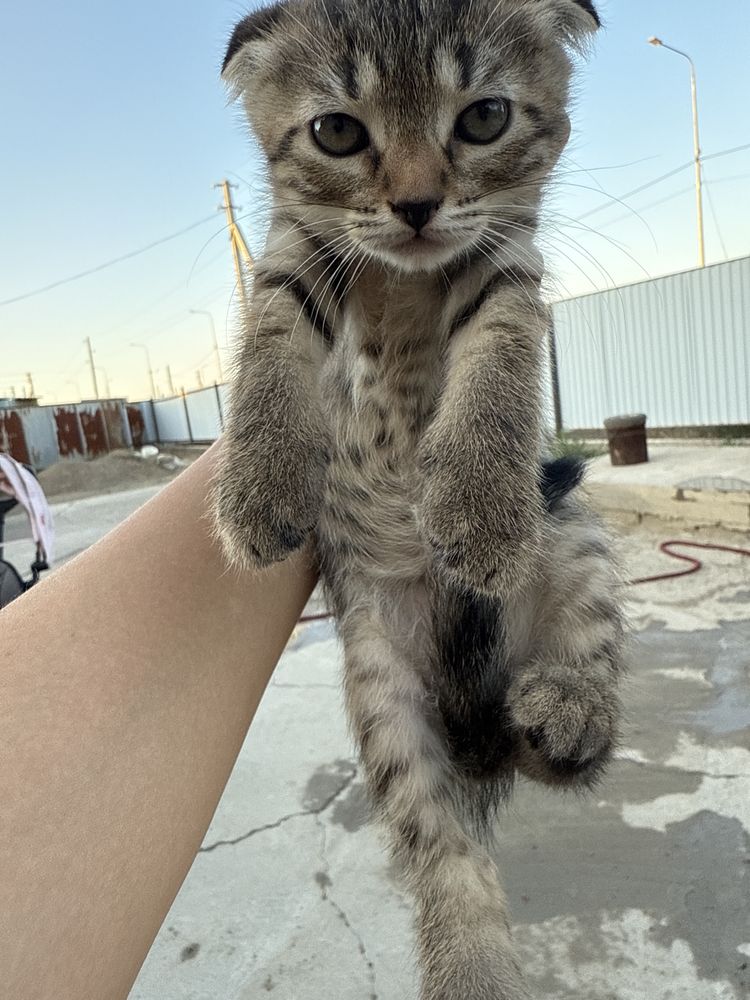 Породистые котята