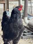 Продам петуха породы брама черная, светлая