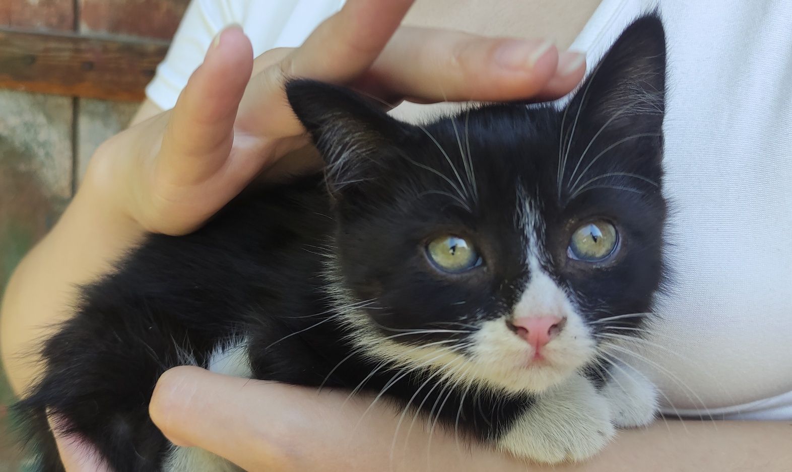 Ласковый котенок ищет хозяев