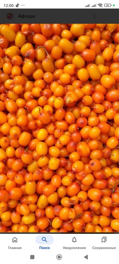 Продам облепиху