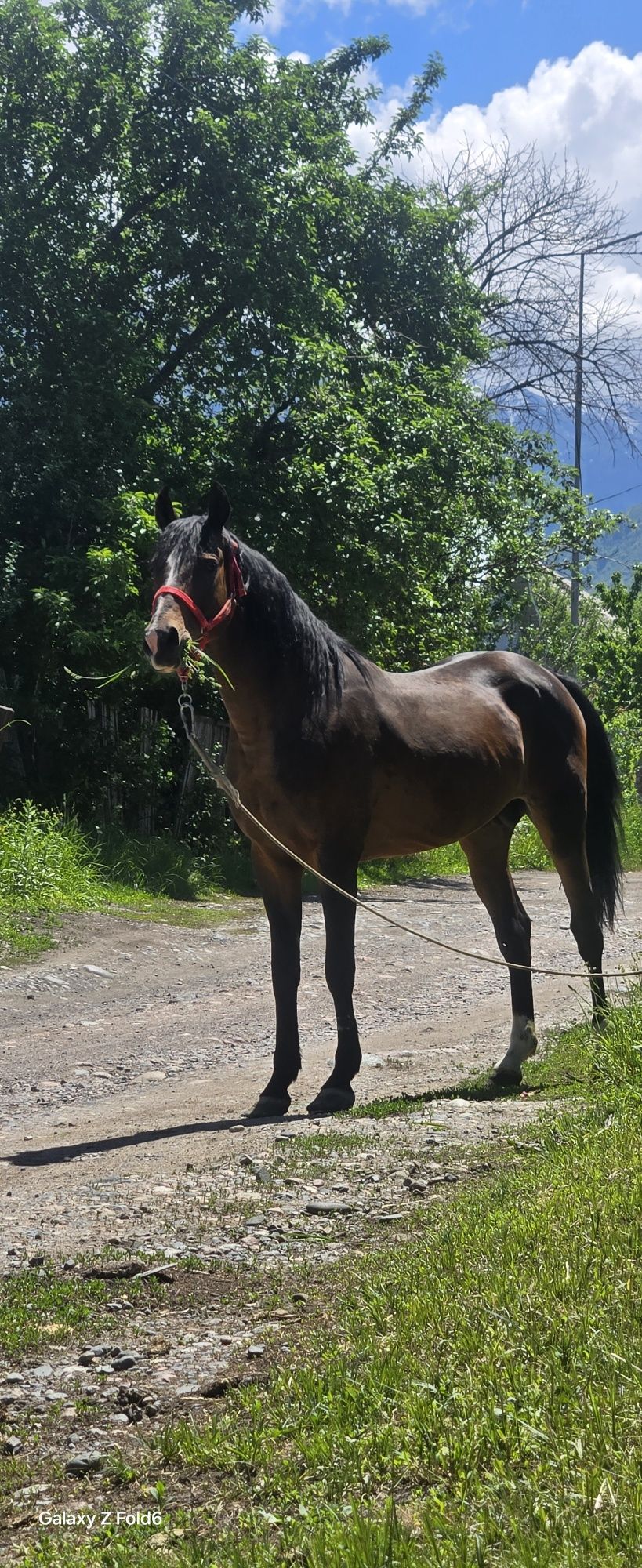 Продам Айгыр 6 лет