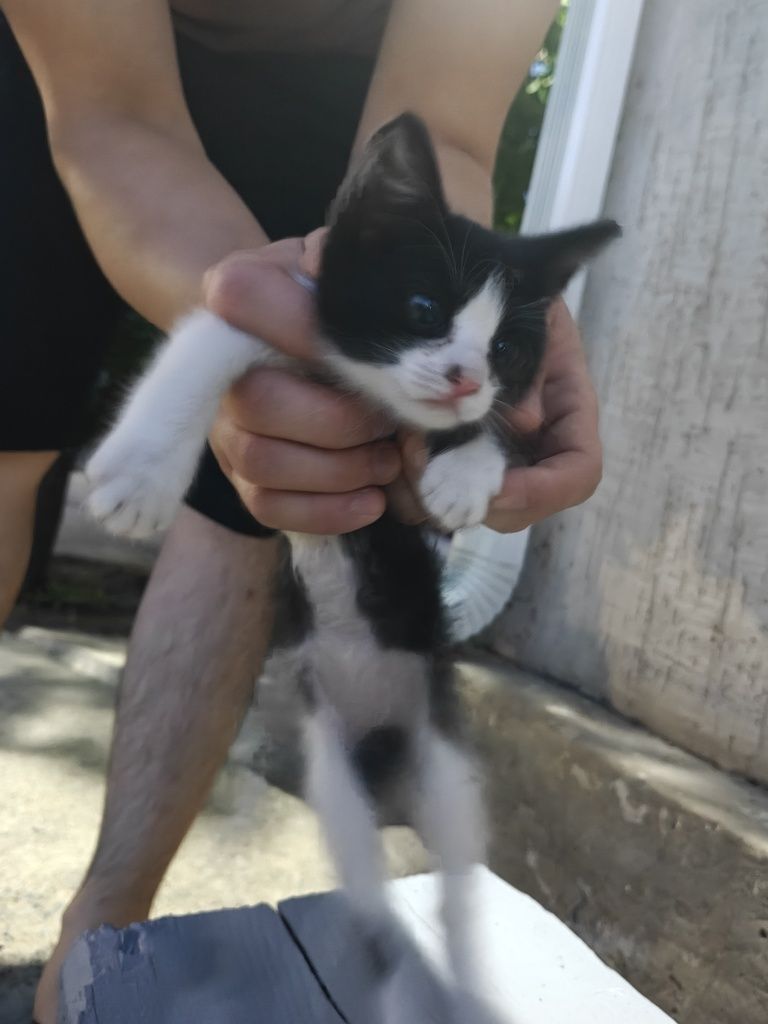 Отдаем котят в добрые руки