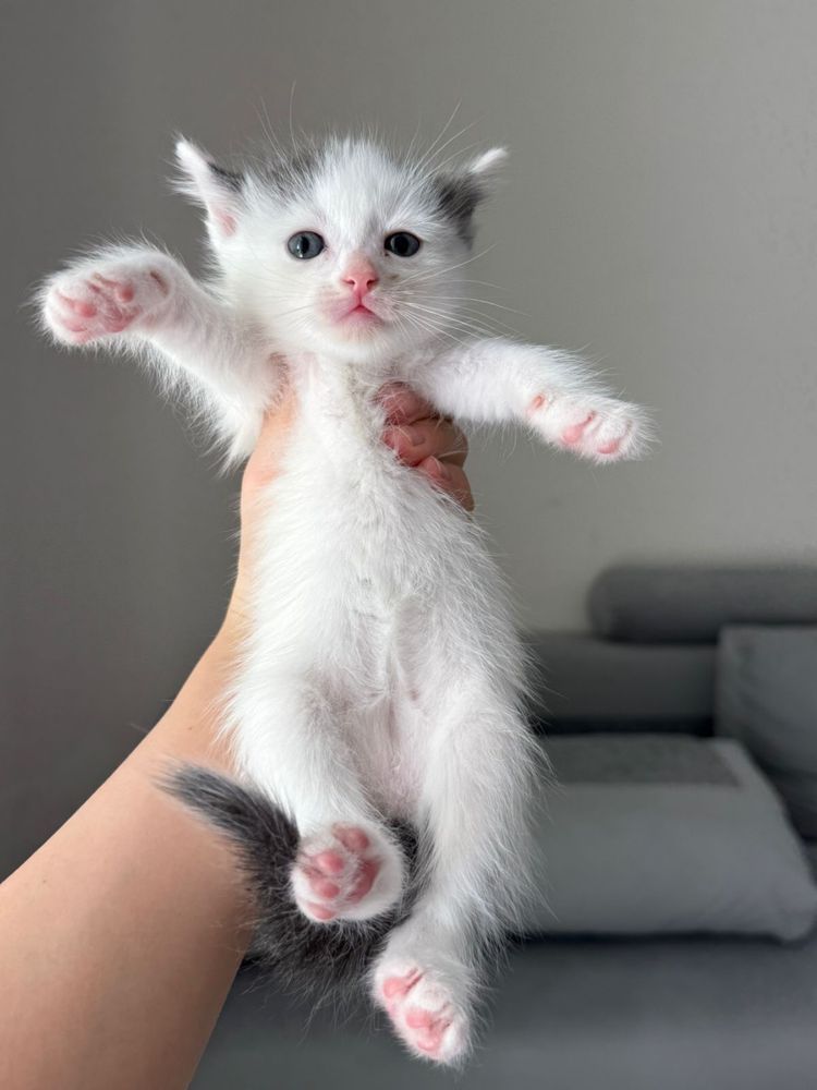 Котенок, котята ищут семью