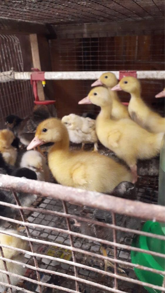 Продам башкирских утят