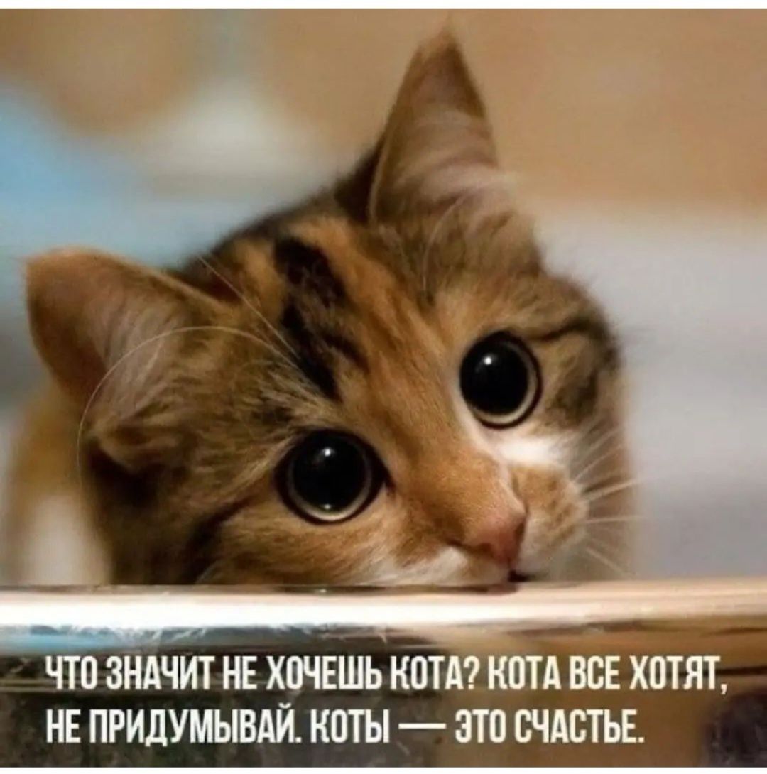 В добрые руки трёхмесячную красивую кошечку.Оплачу стерилизацию.