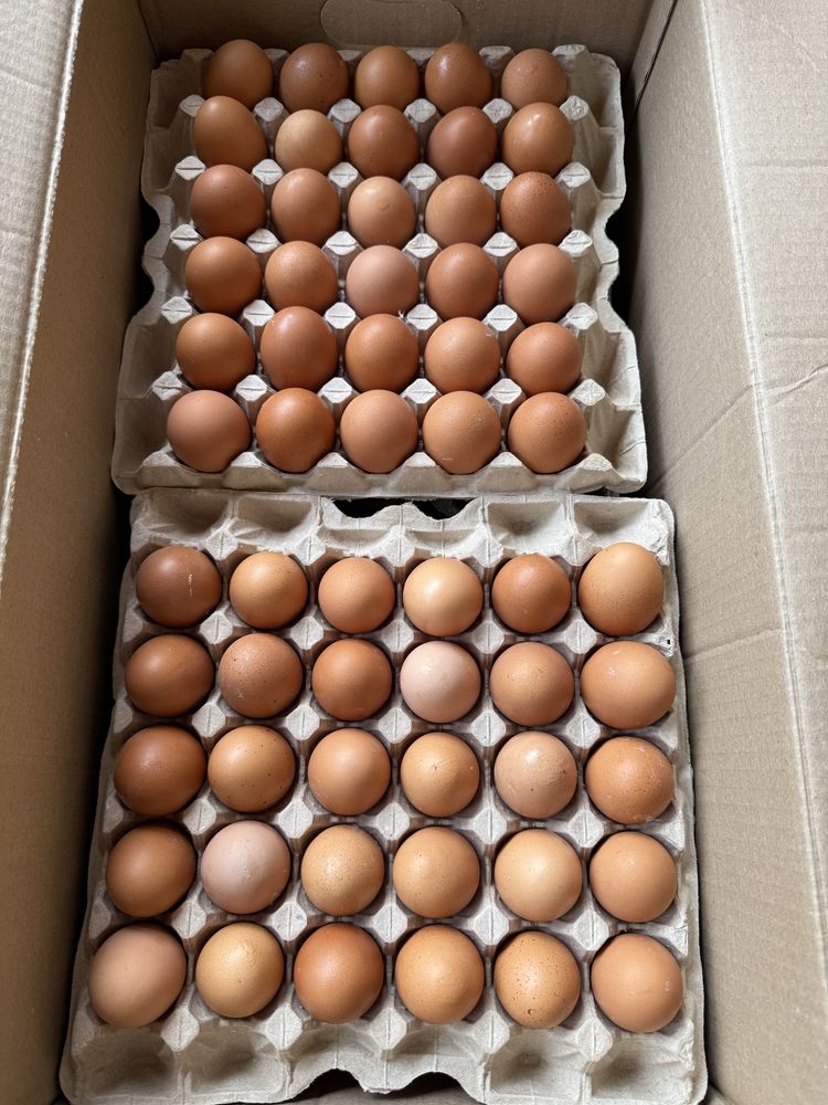 Свежие куриные домашние яйца
