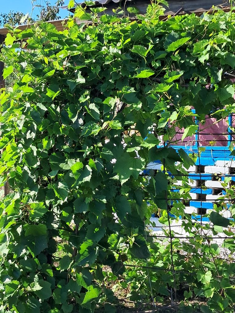 Продам дачу ВДУ ВЕСНА