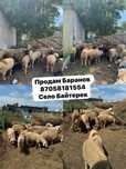 Продам баранов село Байтерек