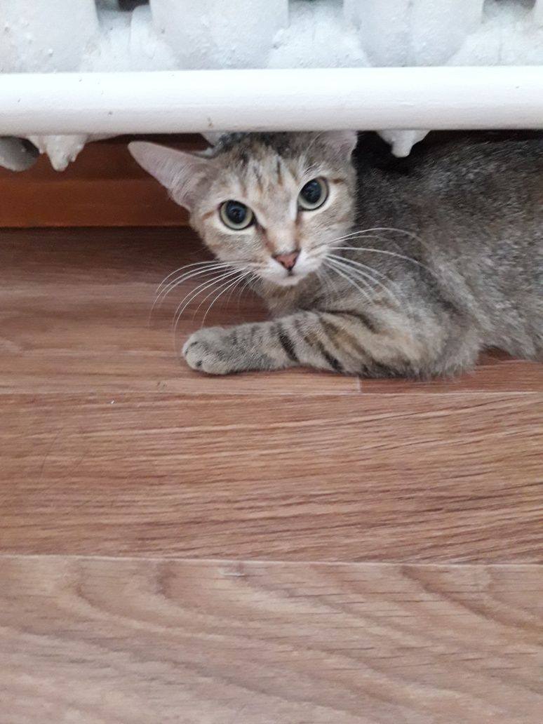 Кошечка пристраиваем